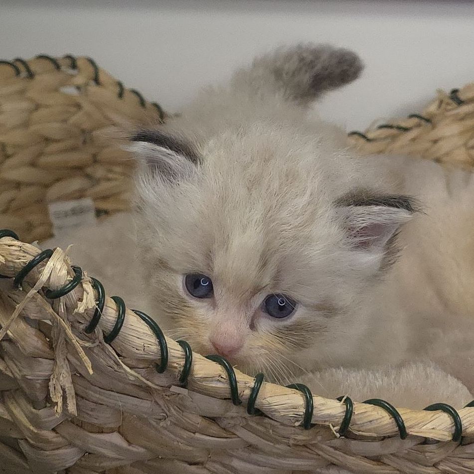 images/AvailableKittens/Murph website.jpg